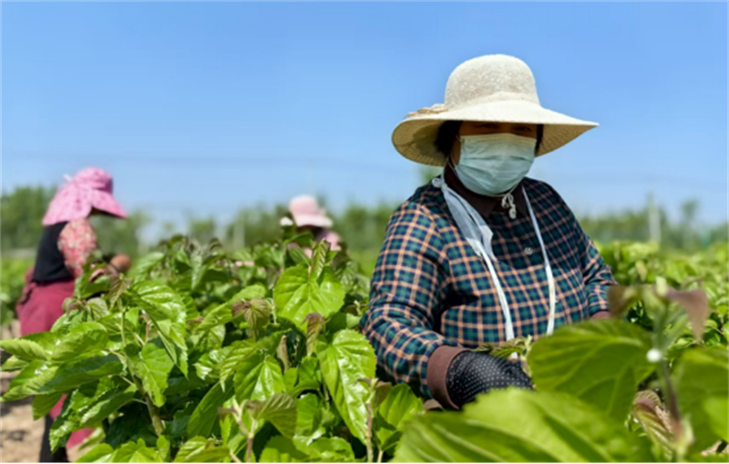 “头雁”领飞 科技赋能 蚕“吐”新丝路（定改稿)227.jpg
