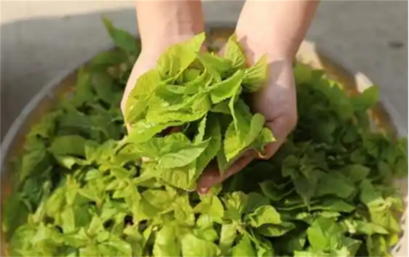 “头雁”领飞 科技赋能 蚕“吐”新丝路（定改稿)1857.jpg