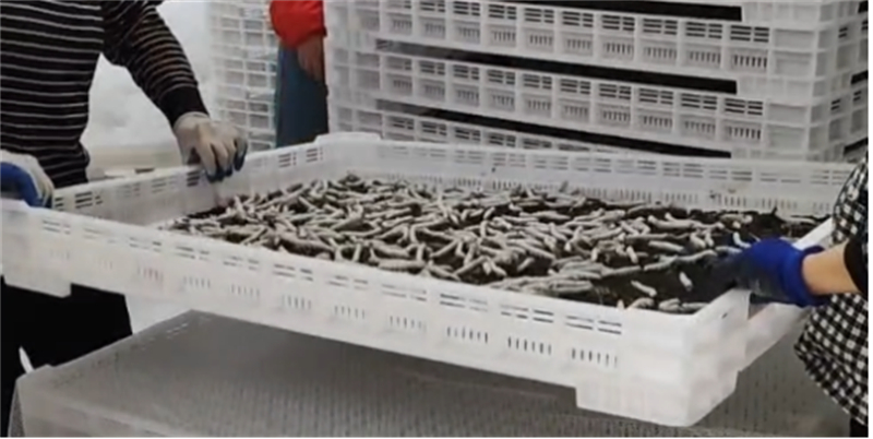 “头雁”领飞 科技赋能 蚕“吐”新丝路（定改稿)1524.jpg