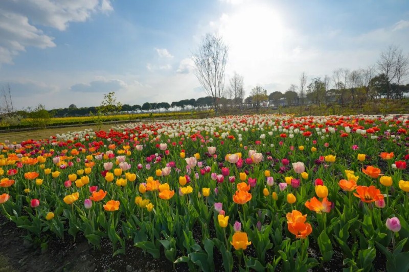 1775109932564237.jpg 3.jpg