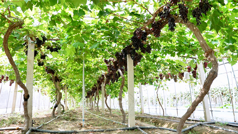 1753755945753491.jpg 图片4.jpg