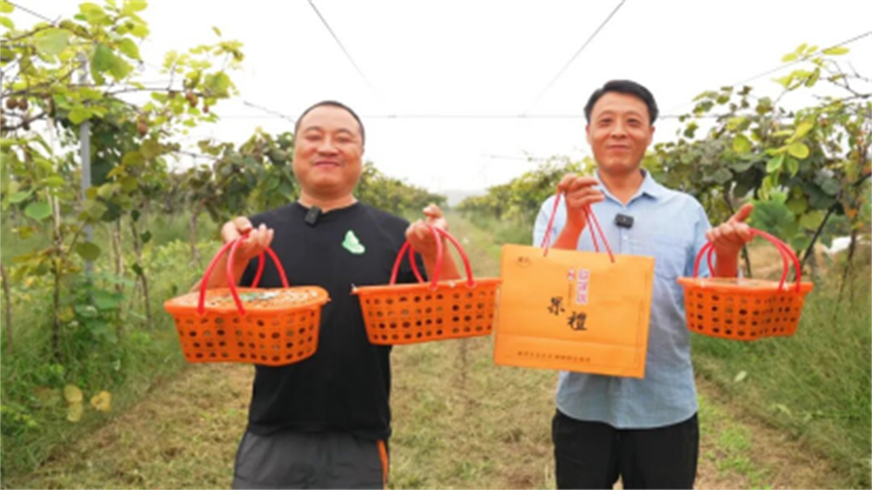 从果园到屏幕！睢宁猕猴桃“飞”往全国1584.jpg