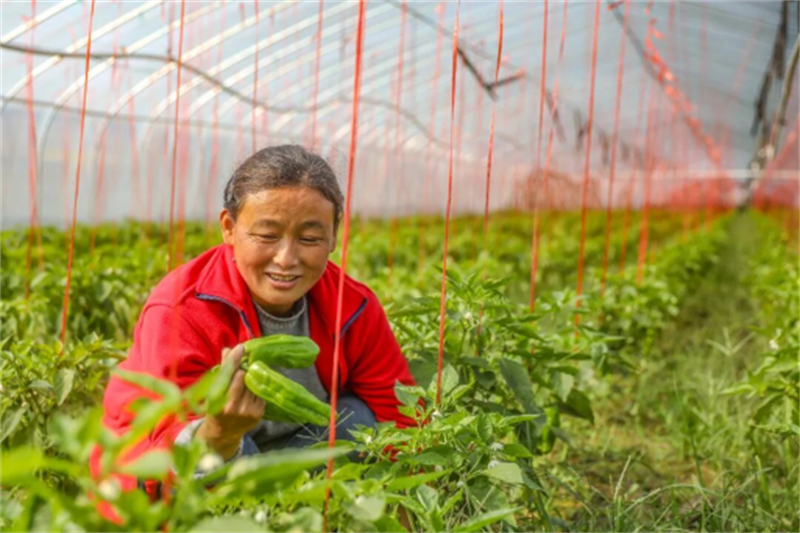 1764294295422890.jpg 丰县特色农产丰收忙116.jpg