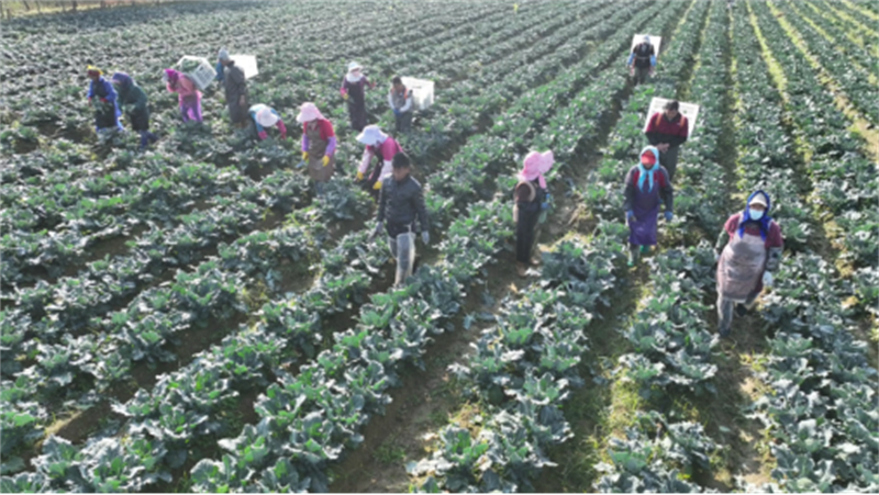 1764294302331537.jpg 丰县特色农产丰收忙306.jpg