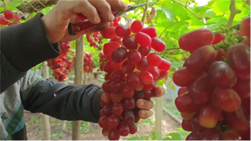 1764294307739504.jpg 丰县特色农产丰收忙511.jpg