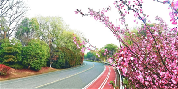 沪苏联动燃动春日 苏州太湖数字半马解锁科创奔跑新体验421.jpg