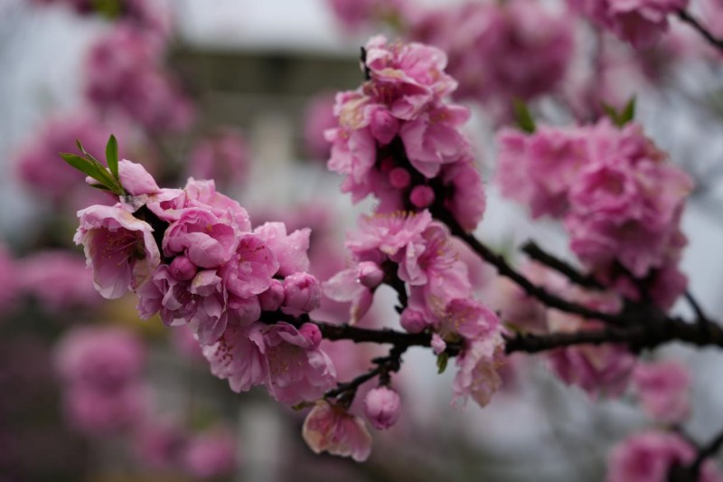 1773800091325621.jpg 图片1.jpg