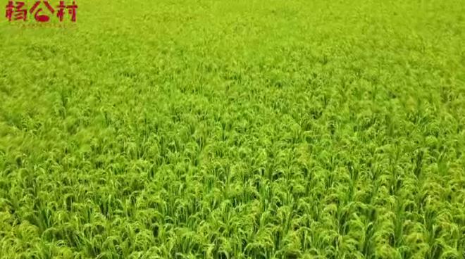 1607496402630823.jpg 微信截图_20201209144422.jpg