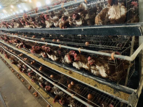 6e758dce68997b3c2443a83aaf0260b